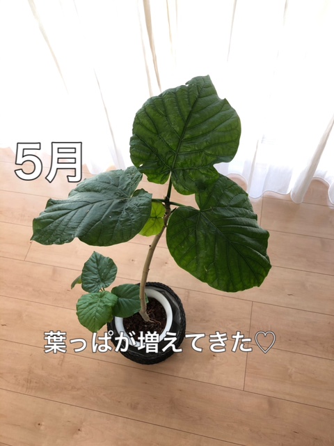 枯れたウンベラータが奇跡の復活 復活の経緯と育て方の注意点 あんにんブログ